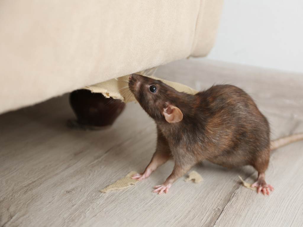 rodent-pests-control