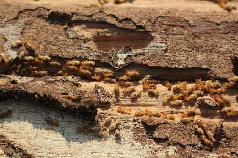 termites-pests